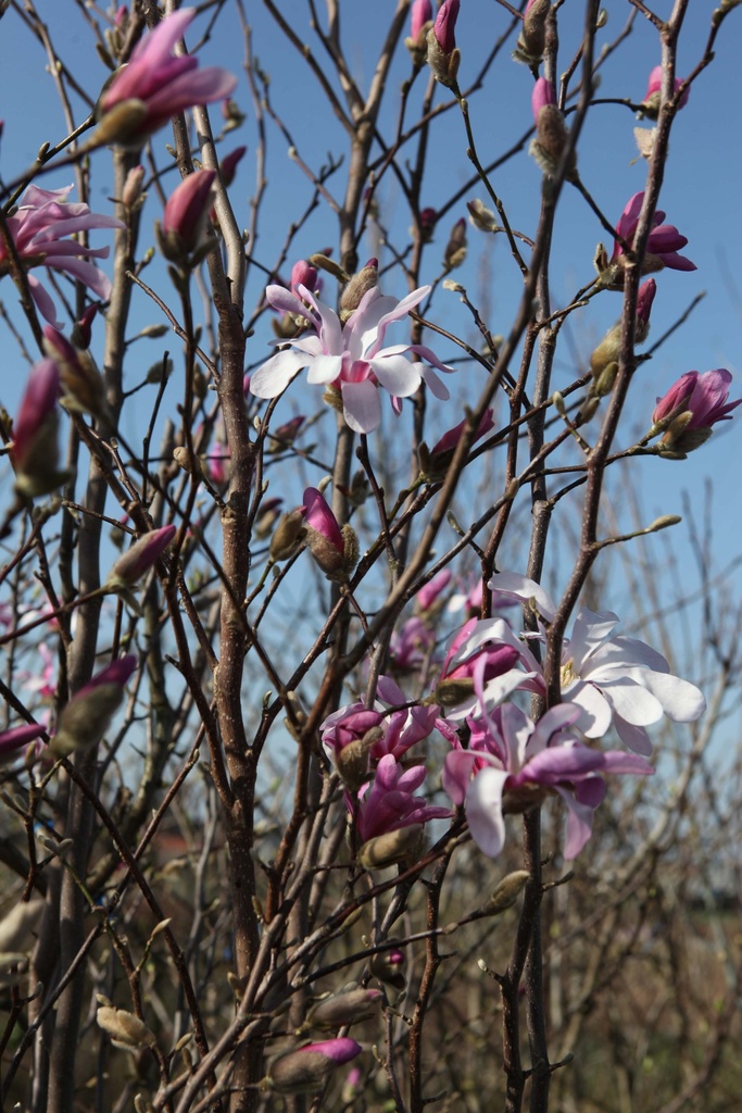 [xx] MAGNOLIA STELLATA 'ROSEA' (Pot, 100-125 cm)