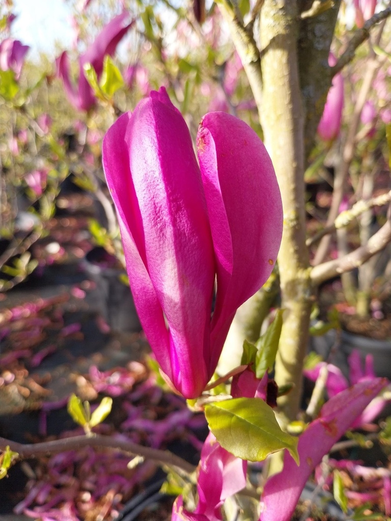 [MSU100] MAGNOLIA 'SUSAN' (Pot, 100-125 cm)