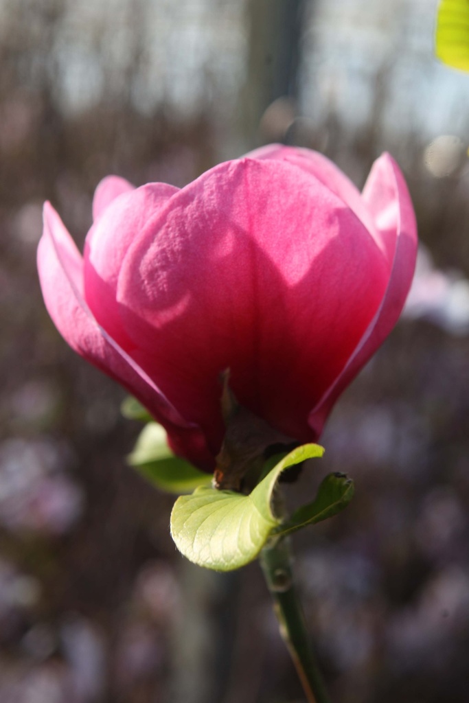 [xx] MAGNOLIA 'WATERMELON' (Pot 12 litres, 80-100 cm)