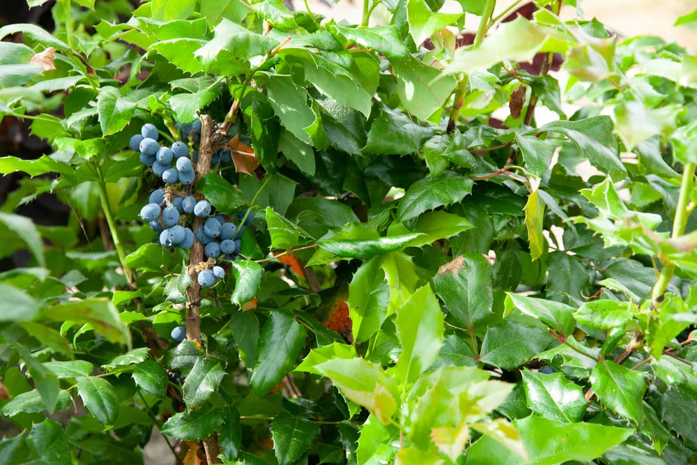 [MAQ30] MAHONIA AQUIFOLIUM