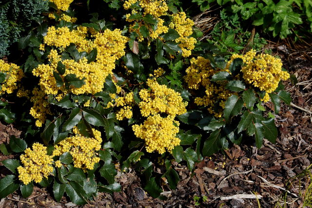 [MAAP20] MAHONIA AQUIFOLIUM 'APOLLO' (Pot 3 liter, 25-30 cm)