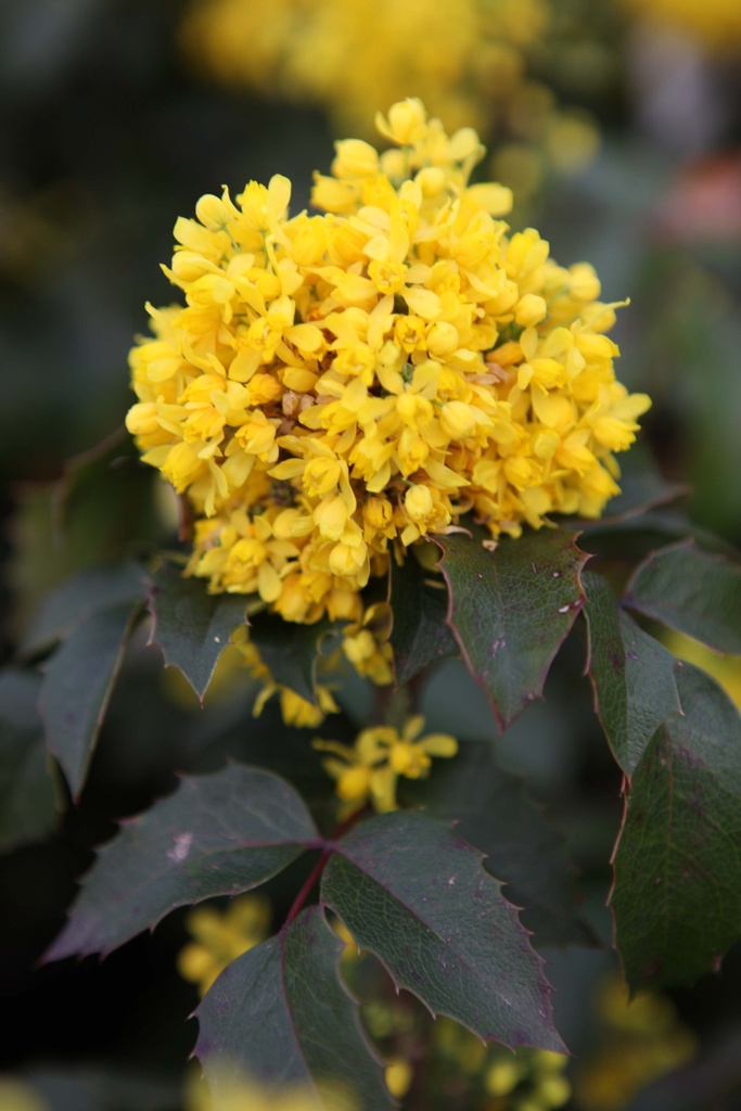 [MAAP40] MAHONIA AQUIFOLIUM 'APOLLO' (Pot 7 litres, 40-50 cm)