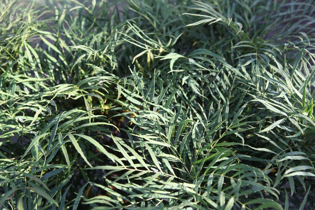 [MESCA50C] MAHONIA EURYBRACTEATA 'SOFT CARESS' (Pot, 50-60 cm)