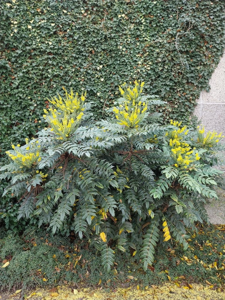 [xx] MAHONIA EURYBRACTEATA 'SOFT CARESS' (Pot, 50-60 cm)