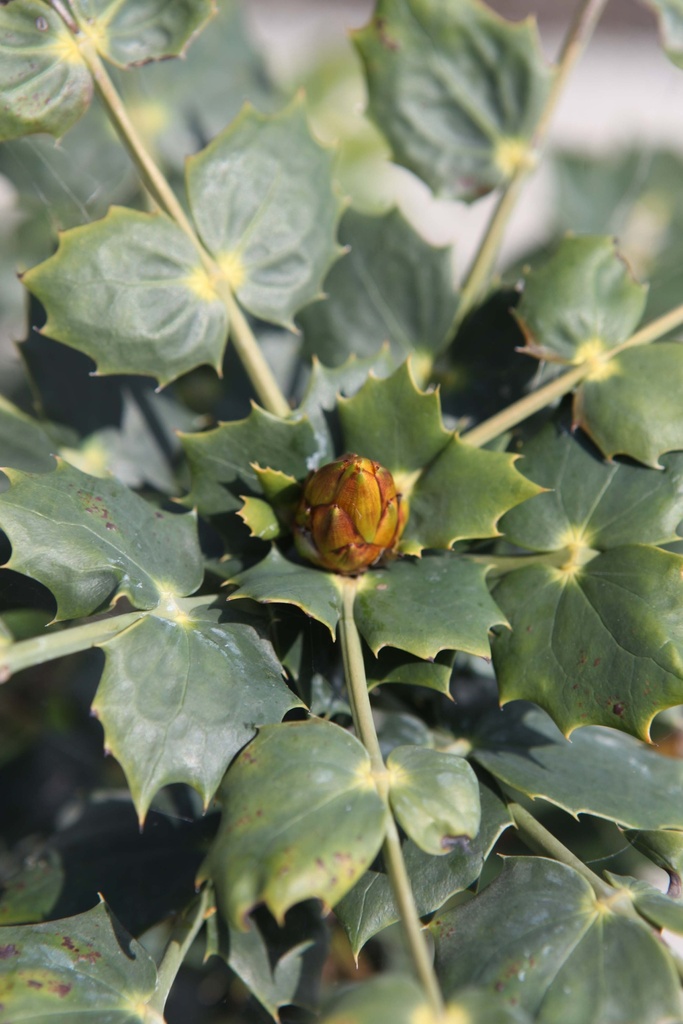 [xx] MAHONIA JAPONICA 'HIVERNANT' (Pot, 80-100 cm)