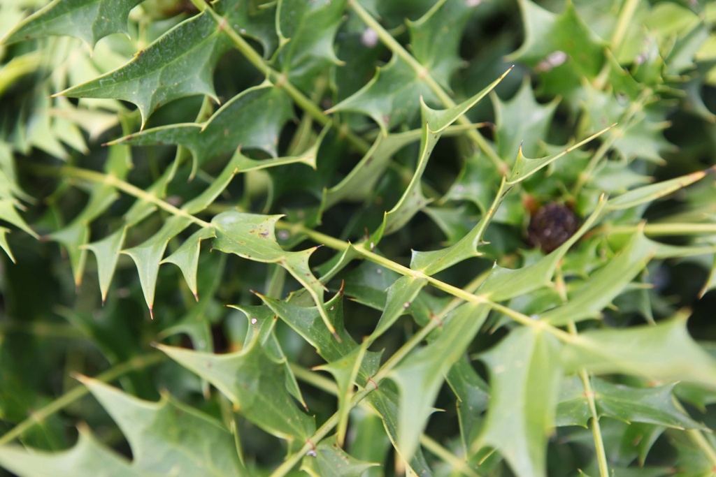 [xx] MAHONIA MEDIA 'CHARITY' (Pot, 80-100 cm)
