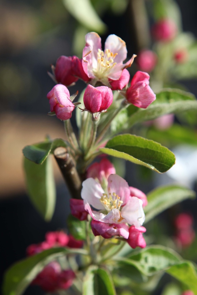 [xx] MALUS 'GOLDEN HORNET' (Pot, 100-125 cm)