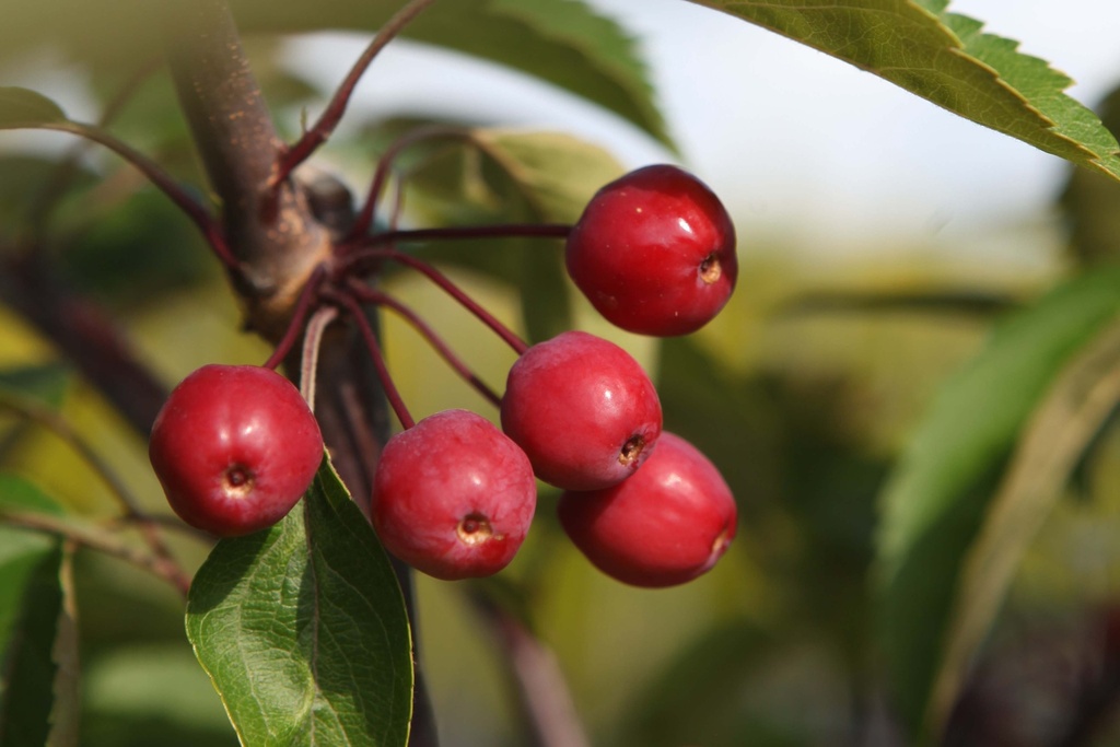 [xx] MALUS 'PRAIRIEFIRE' (Pot 12 liter, 80-100 cm)