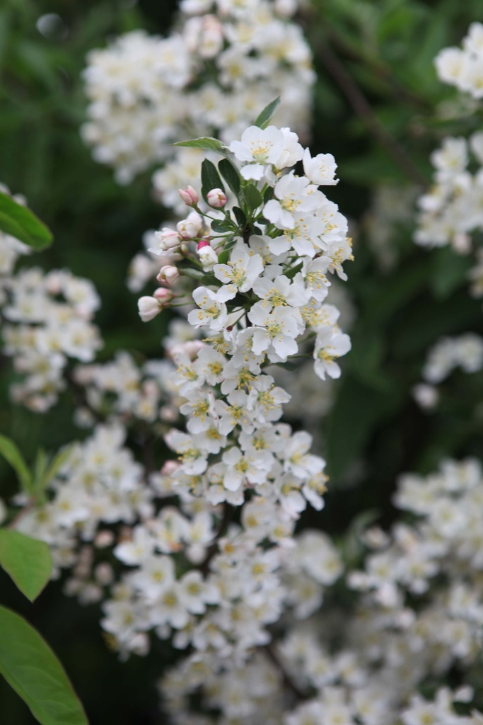 [xx] MALUS TORINGO 'TINA' (Pot 5 liter, 40-50 cm)