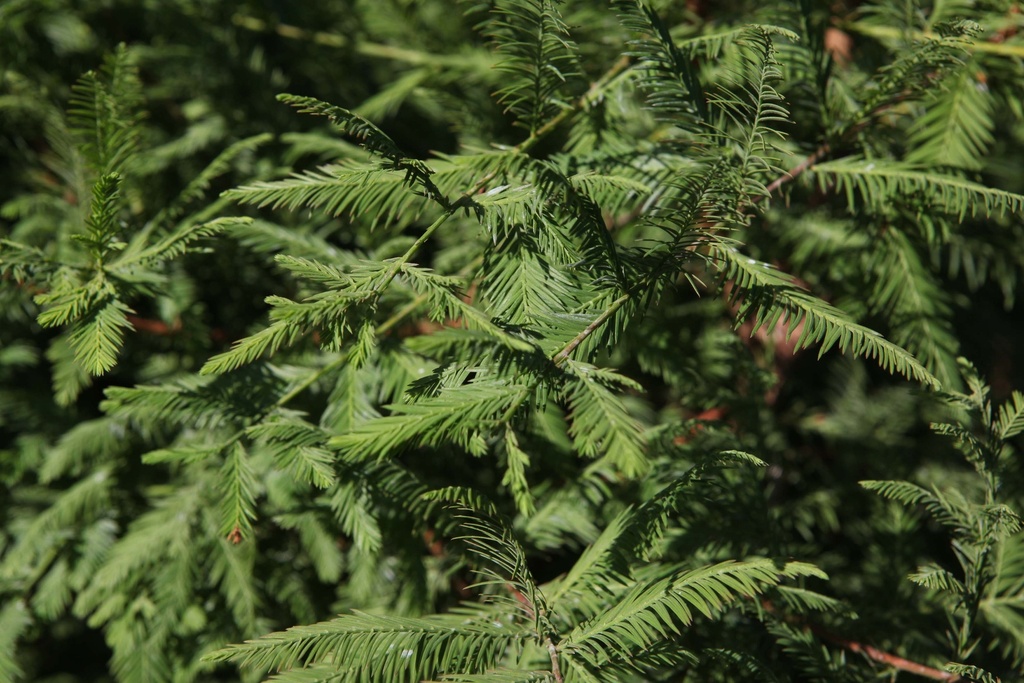 [MGL150] METASEQUOIA GLYPTOSTROBOIDES (Pot, 150-175 cm)