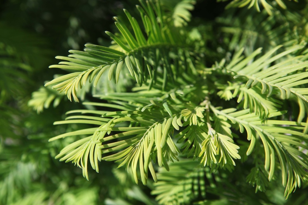 [xx] METASEQUOIA GLYPTOSTROBOIDES 'CHUBBY' (Pot 10 liter, 80-100 cm)