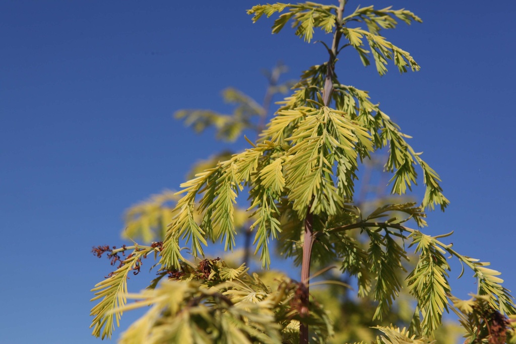[xx] METASEQUOIA GLYPTOSTROBOIDES 'GOLDRUSH' (Pot 10 liter, 80-100 cm)