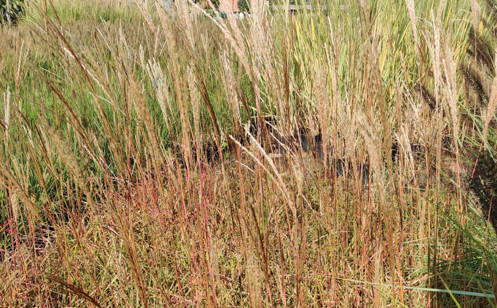 [MISSFOS3] MISCANTHUS SINENSIS 'FERNER OSTEN' (Pot 3 litres)