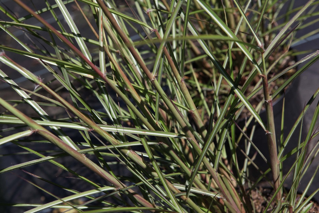 [MISSFOS3] MISCANTHUS SINENSIS 'FERNER OSTEN' (Pot 3 litres)