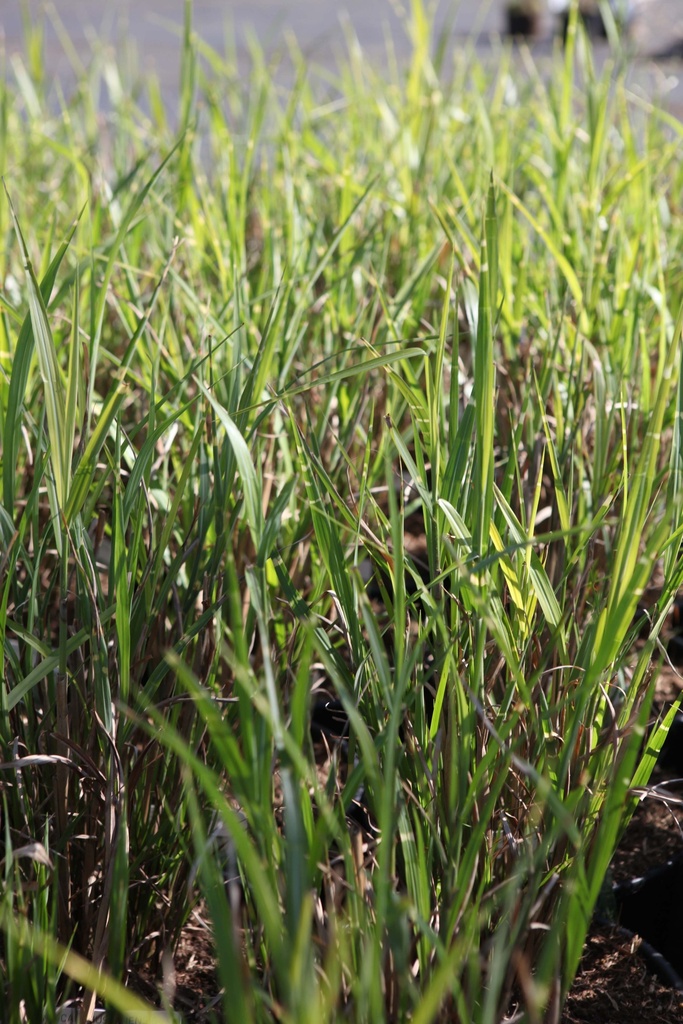 MISCANTHUS SINENSIS 'STRICTUS (ZEBRINUS)'