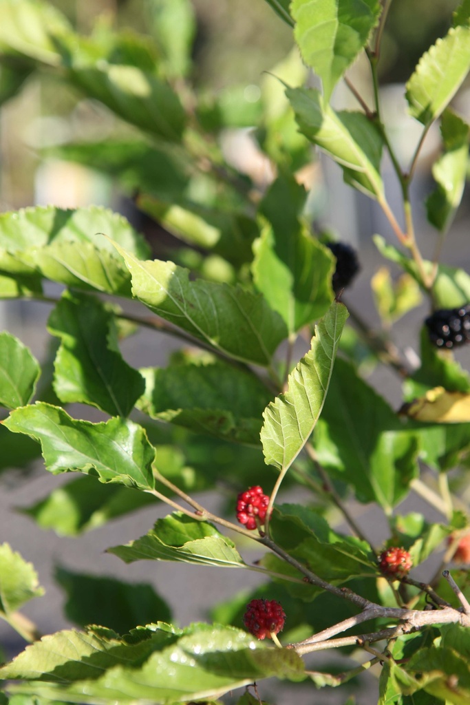 [xx] MORUS ROTUNDILOBA MOJO BERRY (Pot 3 liter, 40-50 cm)