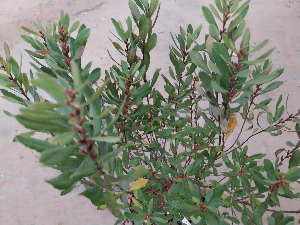 [MGA3] MYRICA GALE (Pot 5 liter, 40-60 cm)