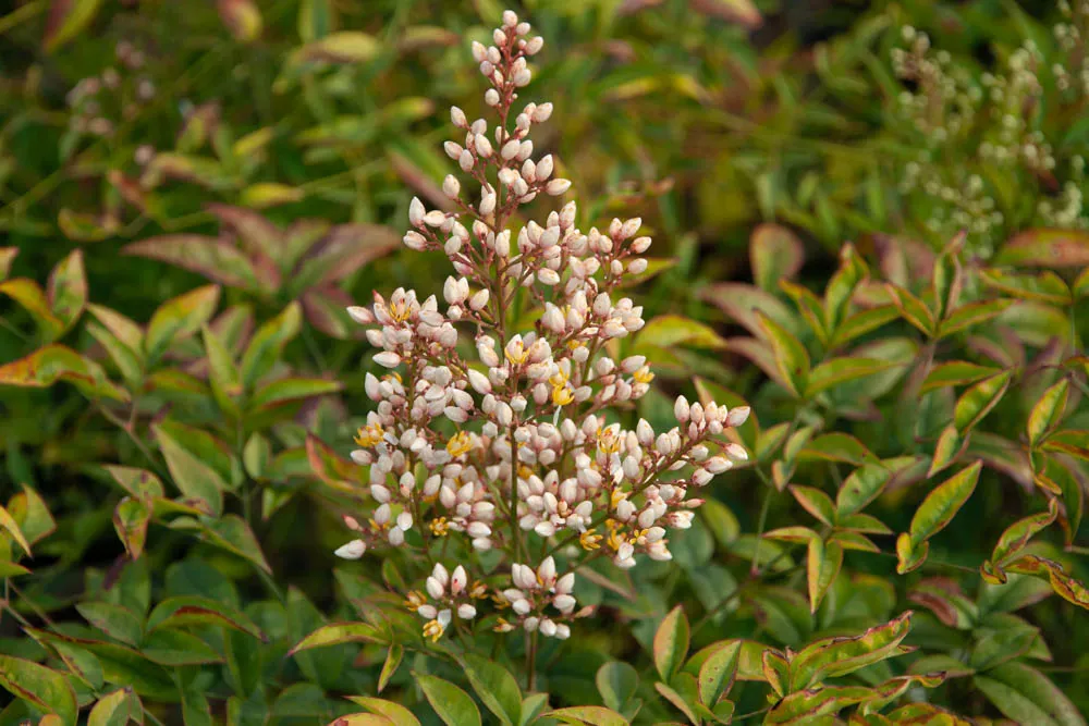 [NDO80] NANDINA DOMESTICA (Pot, 80-100 cm)