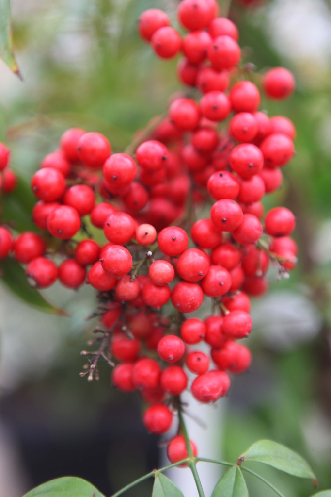 [xx] NANDINA DOMESTICA (Pot, 125-150 cm)