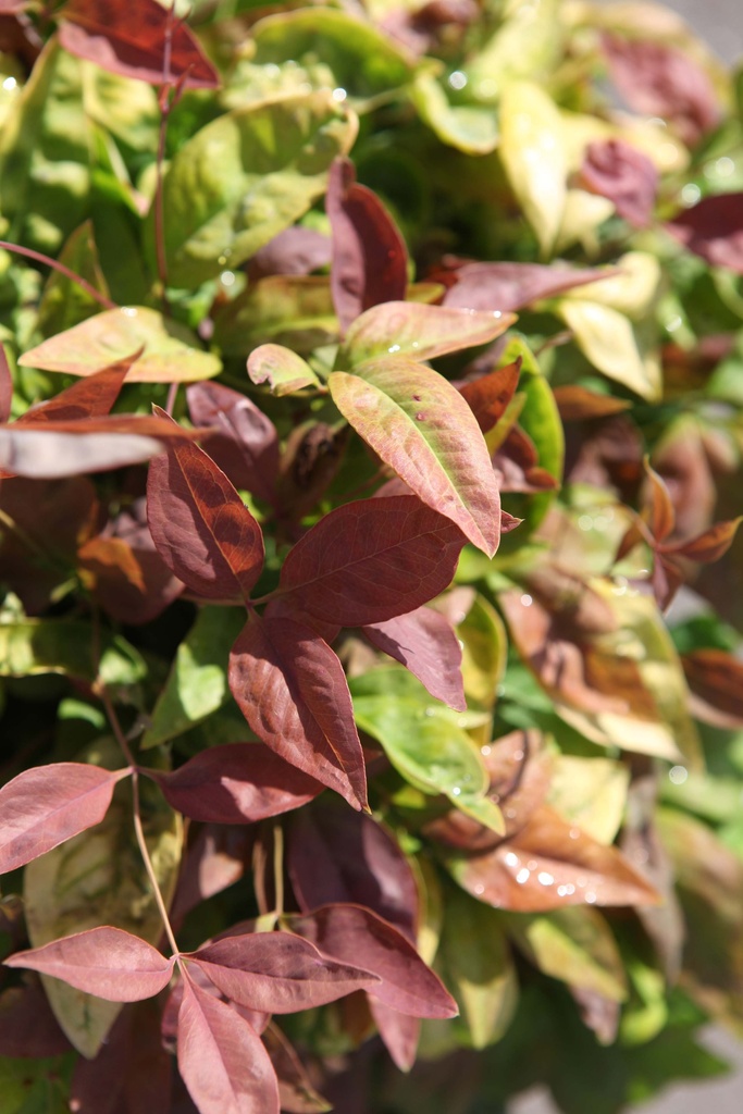 NANDINA DOMESTICA BLUSH PINK