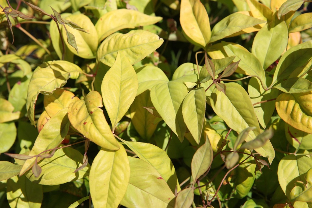 [NDFPO25C3] NANDINA DOMESTICA 'FIRE POWER' (Pot 3 liter, 25-30 cm)