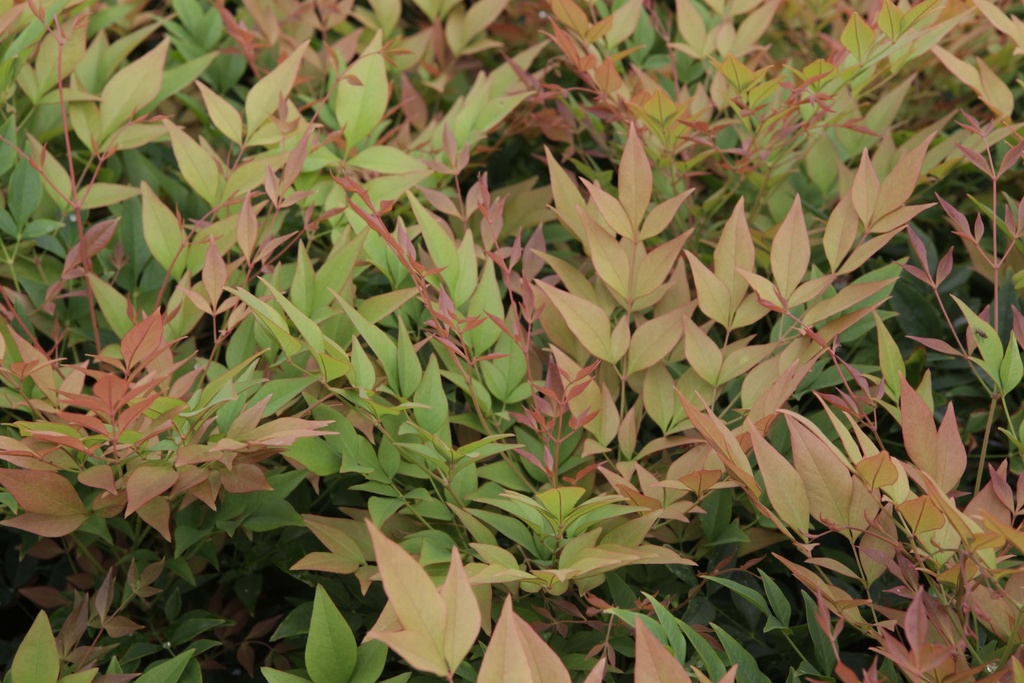 [xx] NANDINA DOMESTICA 'GULFSTREAM' (Pot 3 liter, 25-30 cm)