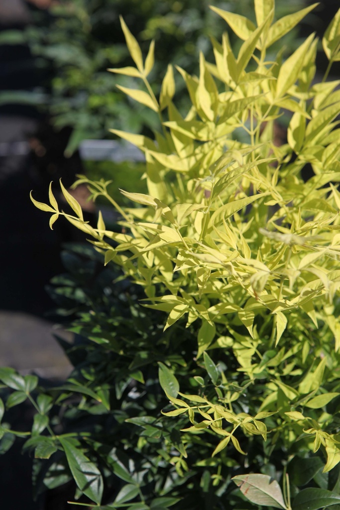 [xx] NANDINA DOMESTICA MAGICAL® LEMON LIME (Pot 3 litres, 25-30 cm)