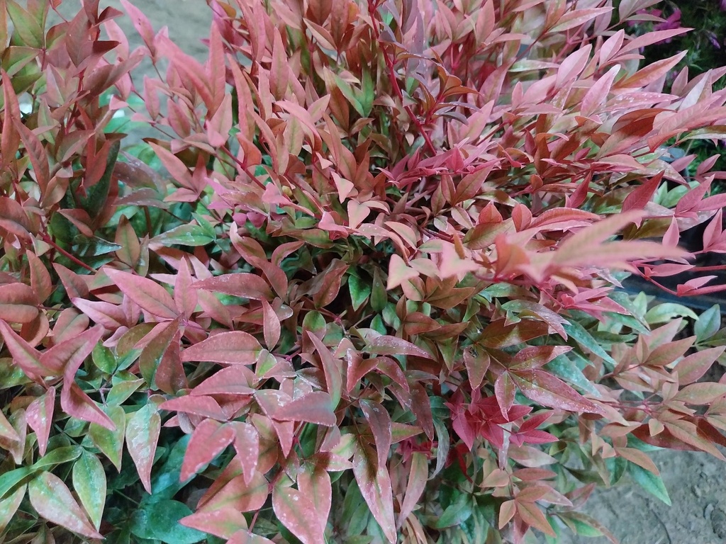 [NDOB30] NANDINA DOMESTICA OBSESSED (Pot 3 liter, 30-40 cm)