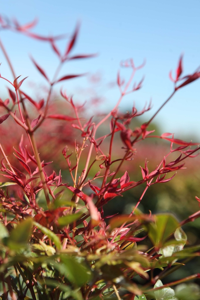 [NDOB30] NANDINA DOMESTICA OBSESSED (Pot 3 liter, 30-40 cm)