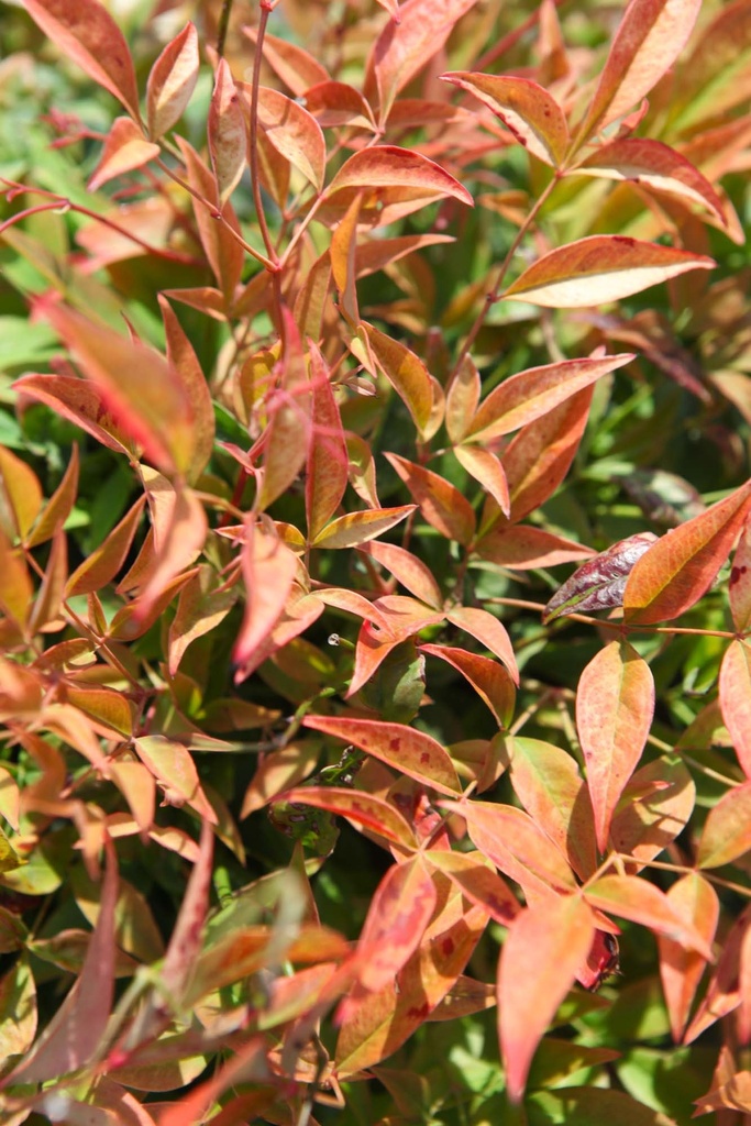 [xx] NANDINA DOMESTICA 'SIENNA SUNRISE' (Pot 3 liter, 30-40 cm)