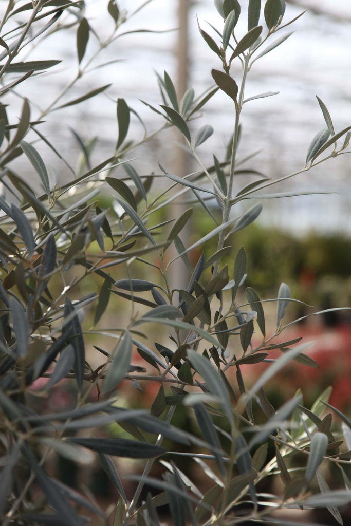 [xx] OLEA EUROPAEA (Pot, 150-175 cm)