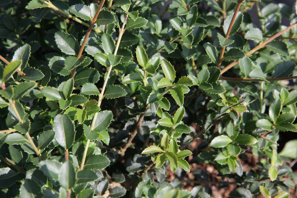[xx] OSMANTHUS DELAVAYI (Pot 3 litres, 30-40 cm)