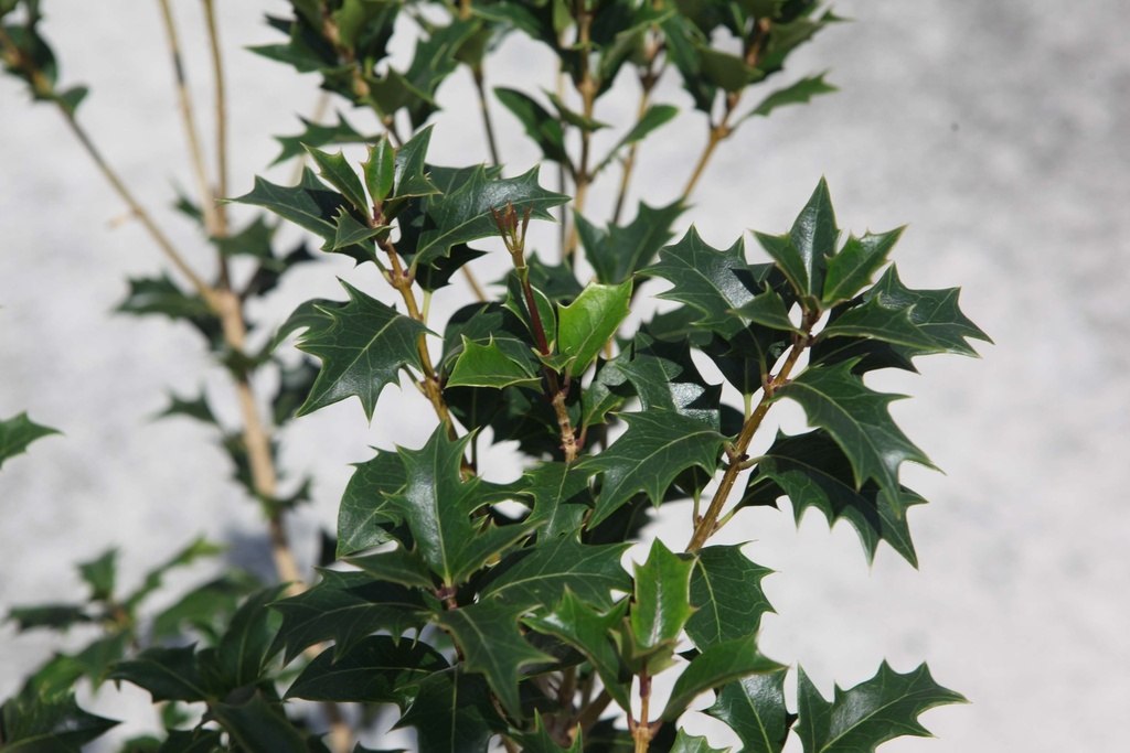 OSMANTHUS HETEROPHYLLUS