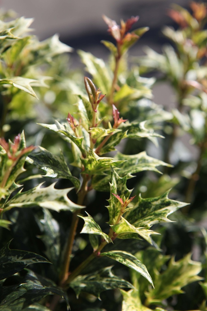 [OHGO25] OSMANTHUS HETEROPHYLLUS 'GOSHIKI' (Pot 2 liter, 20-30 cm)