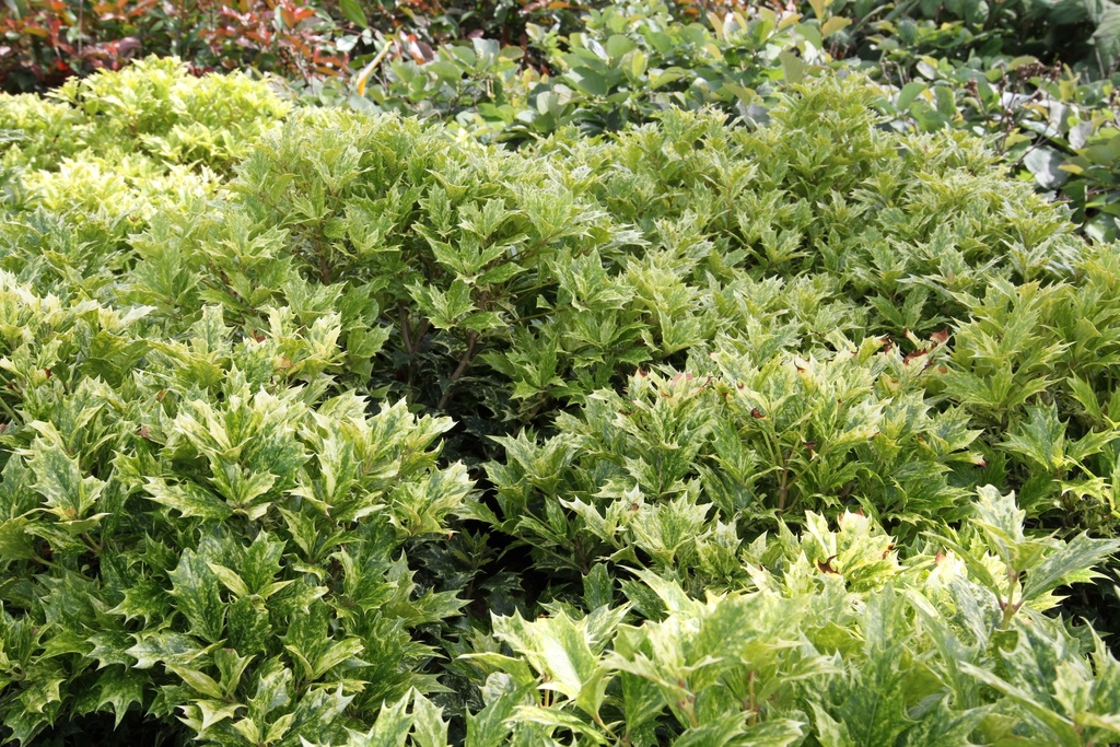 [OHGO25] OSMANTHUS HETEROPHYLLUS 'GOSHIKI' (Pot 2 litres, 20-30 cm)