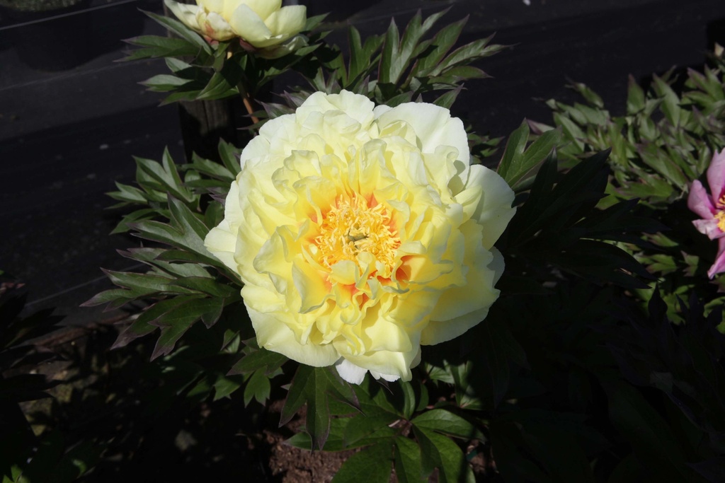 [xx] PAEONIA ITOH 'BARTZELLA' (Pot 3 litres, 30-40 cm)