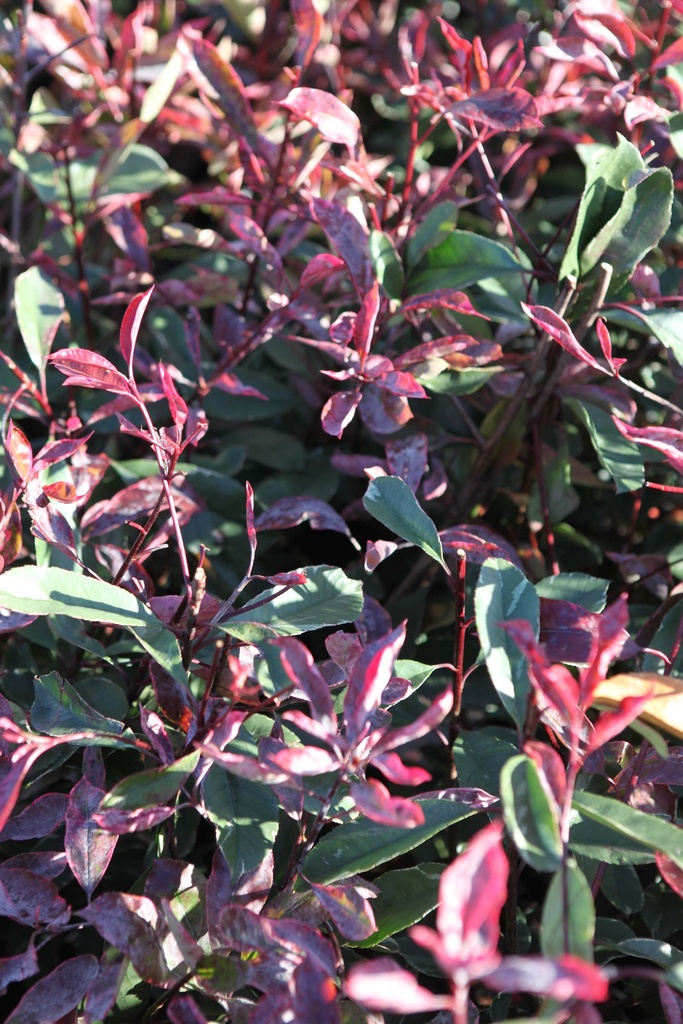 [xx] PAEONIA ITOH 'CORA LOUISE' (Pot 3 liter, 30-40 cm)