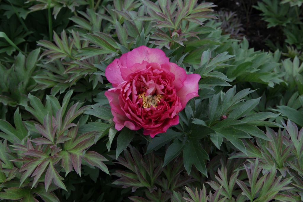 [xx] PAEONIA ITOH 'HILLARY' (Pot 3 liter, 30-40 cm)