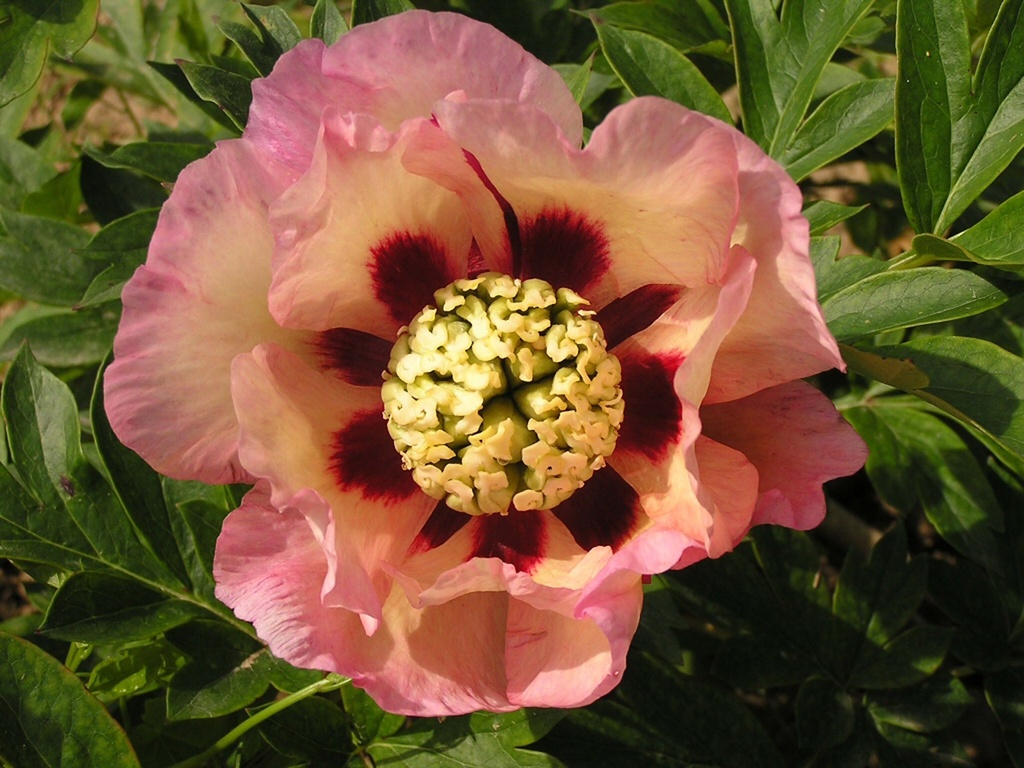 [xx] PAEONIA ITOH 'PASTEL SPLENDOR' (Pot 3 litres, 30-40 cm)
