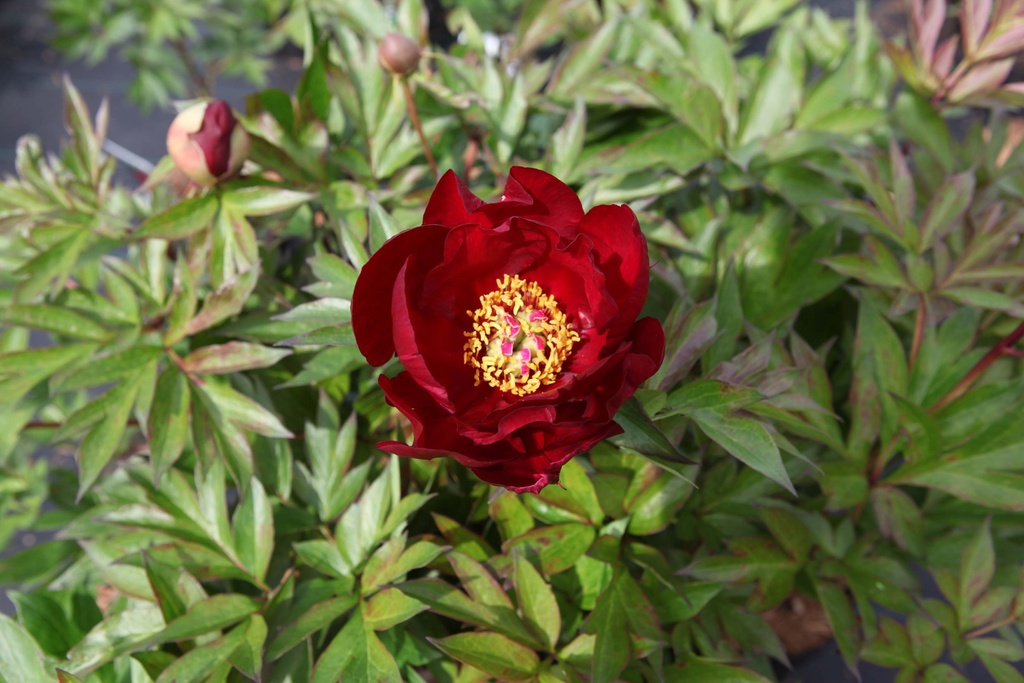 [xx] PAEONIA ITOH 'SCARLET HEAVEN' (Pot 3 liter, 30-40 cm)
