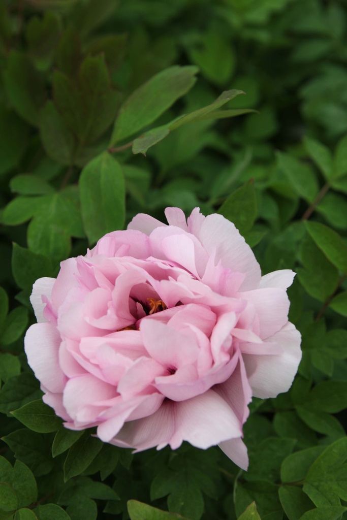 [xx] PAEONIA ROCKII 'FEN XI SHI' (Pot 3 litres, 30-40 cm)