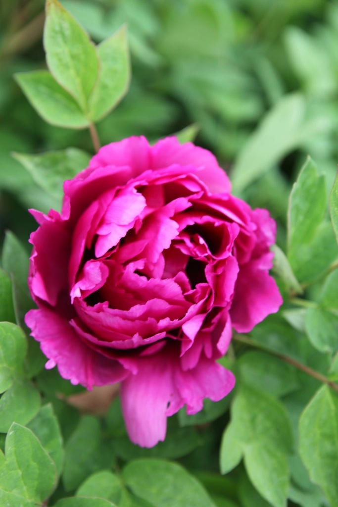 [xx] PAEONIA ROCKII 'PIN HONG' (Pot 3 liter, 30-40 cm)
