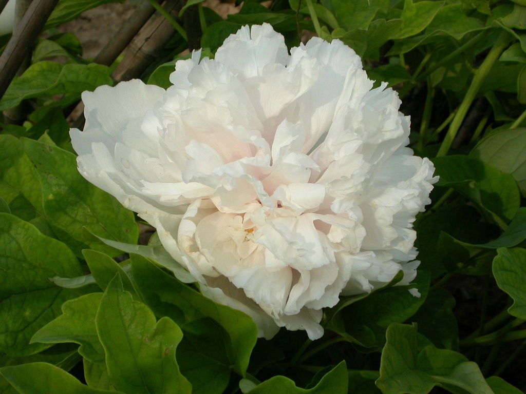 [xx] PAEONIA SUFFRUTICOSA 'XUE TA' (Pot, 50-60 cm, 3/4 takken)