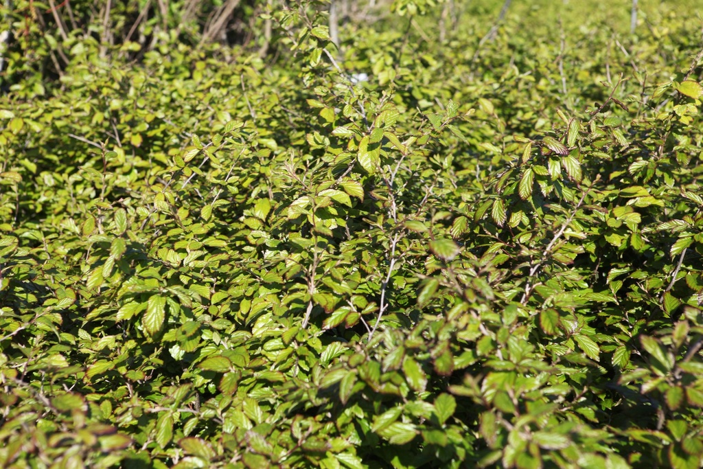 PARROTIA PERSICA 'BELLA'