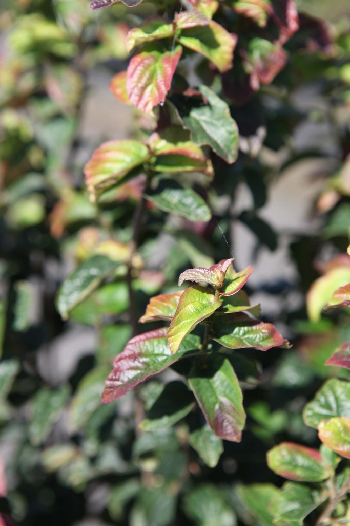 PARROTIA PERSICA PERSIAN SPIRE