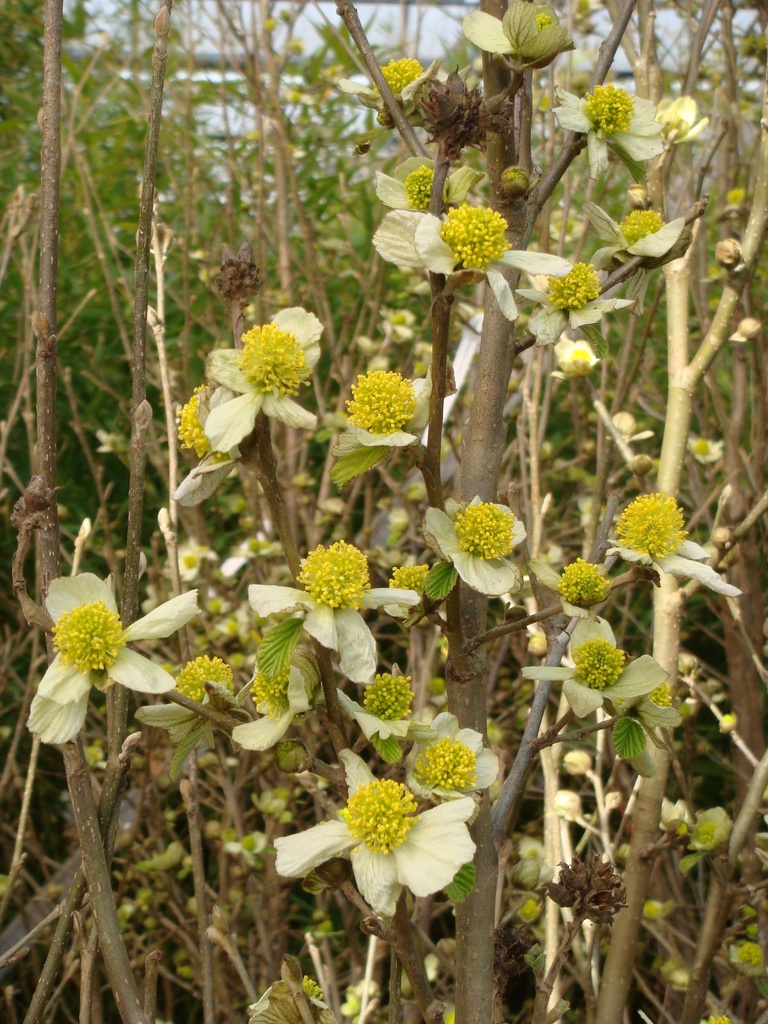 [PJA150C] PARROTIOPSIS JACQUEMONTIANA (Pot, 150-175 cm)