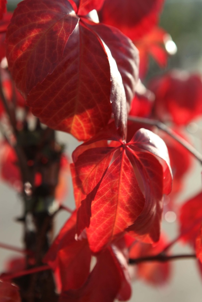 [xx] PARTHENOCISSUS QUINQUEFOLIA RED WALL® (Pot 3 liter, 80-100 cm)