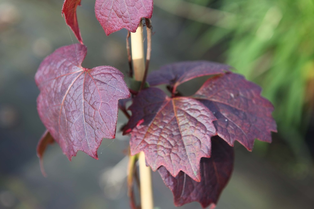 [xx] PARTHENOCISSUS TRICUSPIDATA 'PURPUREA' (Pot 3 liter, 80-100 cm)