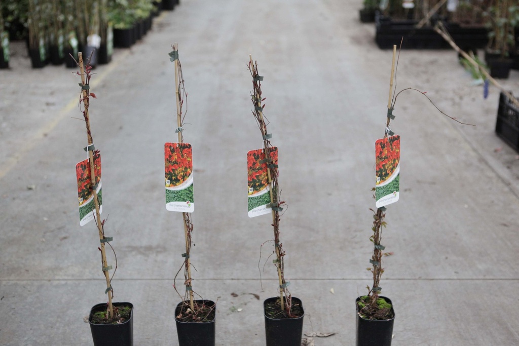 [PTVE3] PARTHENOCISSUS TRICUSPIDATA 'VEITCHII' (Pot 2 liter, 60-80 cm)