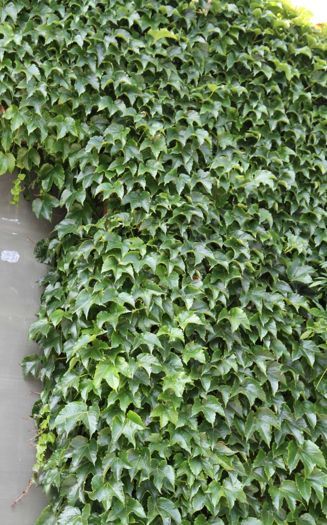 [PTVE3] PARTHENOCISSUS TRICUSPIDATA 'VEITCHII' (Pot 2 litres, 60-80 cm)